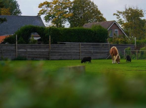 Vakantiewoningen De Schelp Renesse Exteriér fotografie