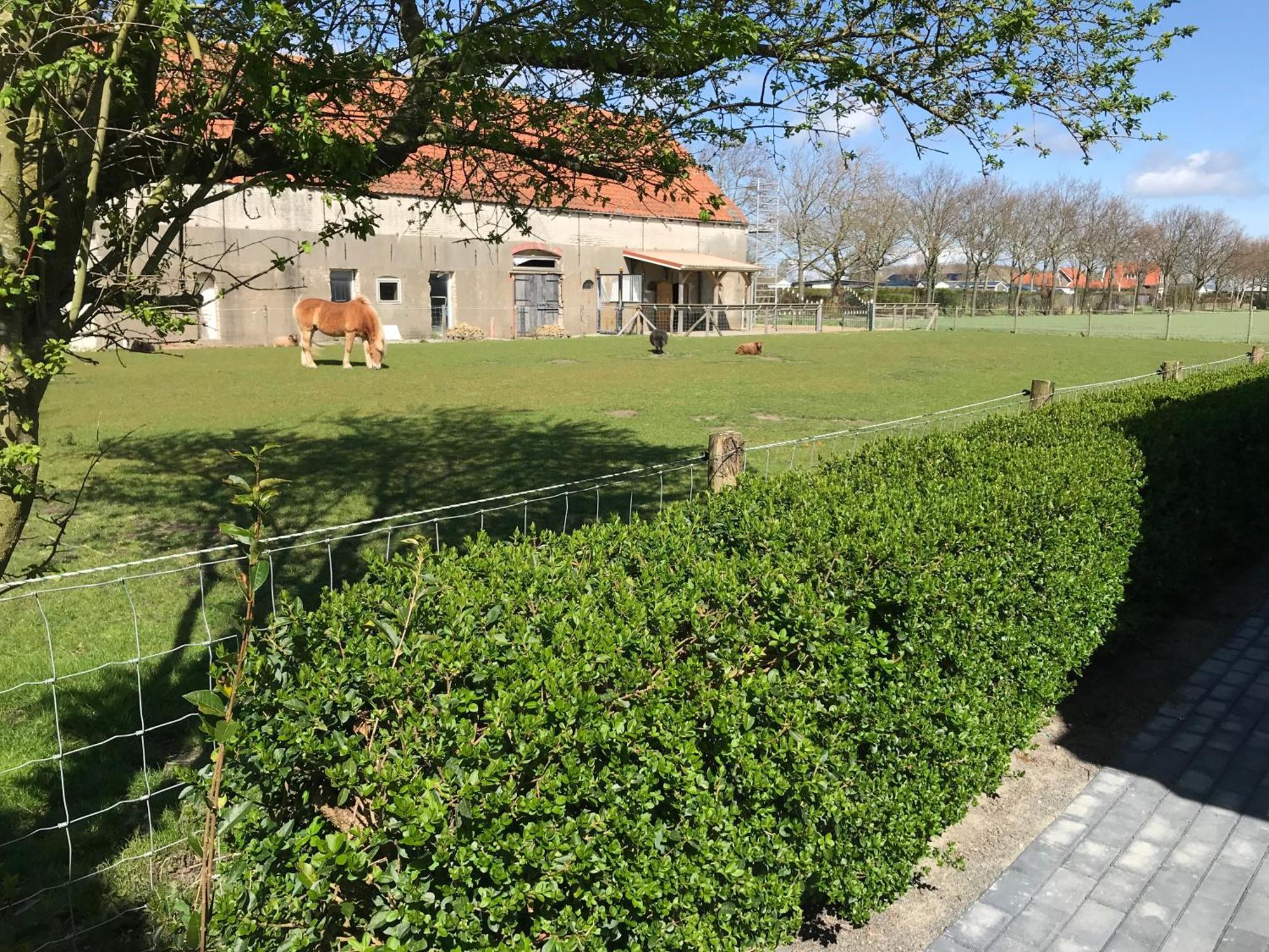 Vakantiewoningen De Schelp Renesse Exteriér fotografie